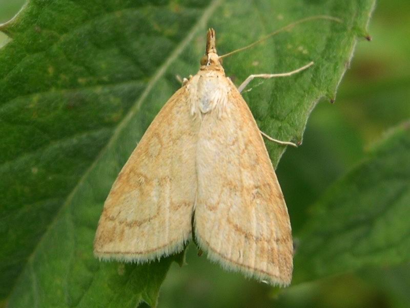 Farfalla Pyraloidea... gen. Mecyna?